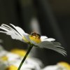 Abeille sur Marguerite épanouie . Au jardin. LISE JALOUX